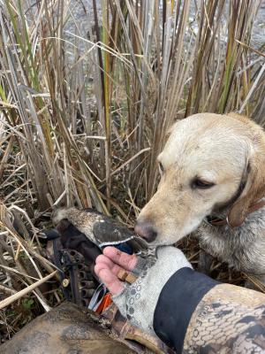 Dog sniffing treats